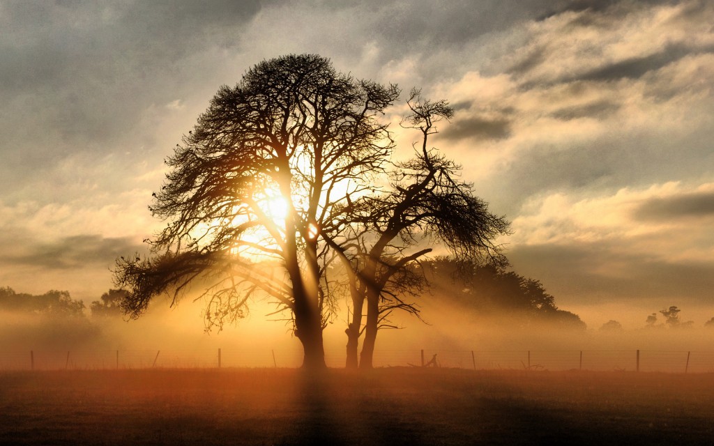 Field Tree